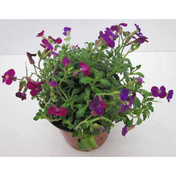 Aubrieta cultorum m13                             