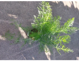 Foeniculum vulgare (hinojo) m11                   