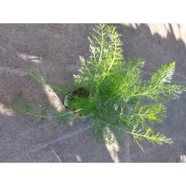 Foeniculum vulgare (hinojo) m11                   