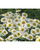 Matricaria (manzanilla) m11                       