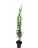 Cipres sempervirens 120/140                       
