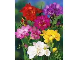 Freesia m13                                       