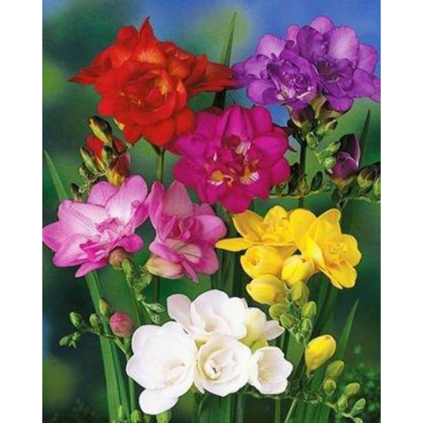 Freesia m13                                       
