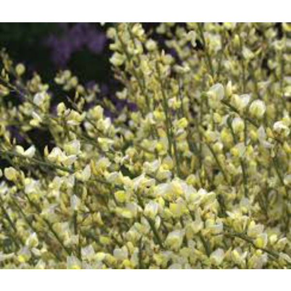 Cytisus praecox m14                               