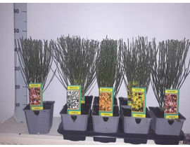 Cytisus praecox m14                               