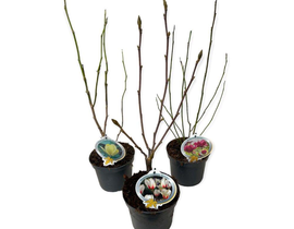 Magnolia de flor 10lt 100/125 ES/09/250008        