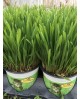 Planta gato m12                                   