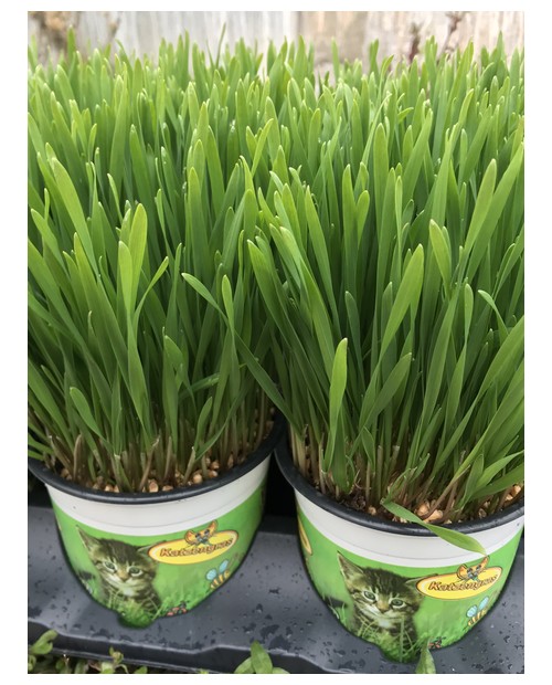 Planta gato m12                                   