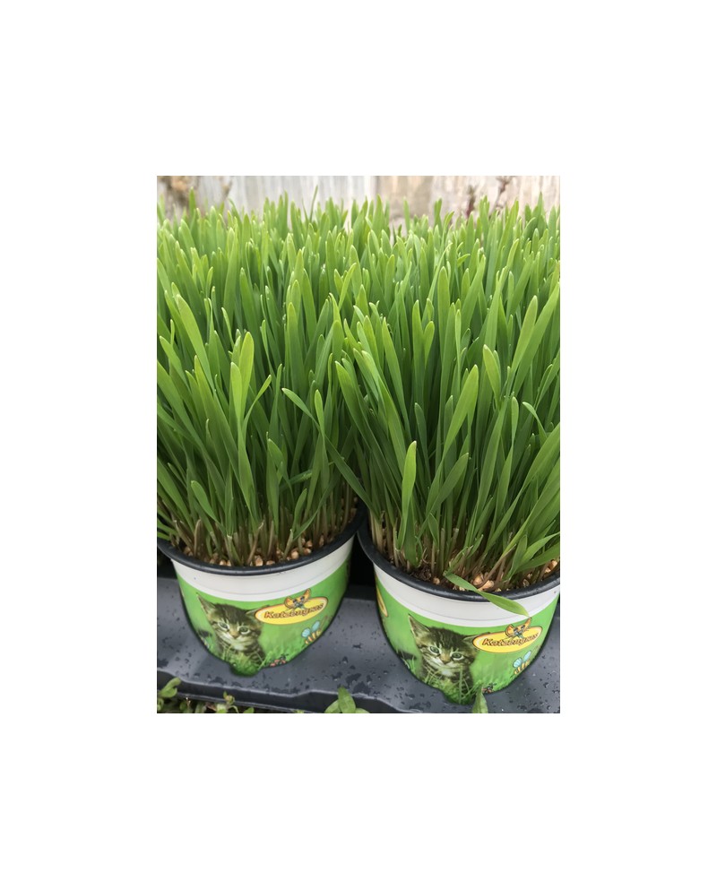 Planta gato m12                                   