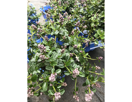 Ceanothus thyrsiflorus repens 3lt                 