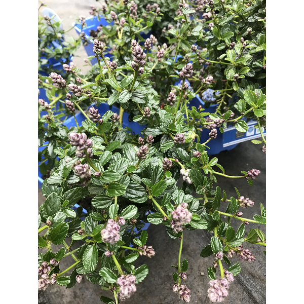 Ceanothus thyrsiflorus repens 3lt                 