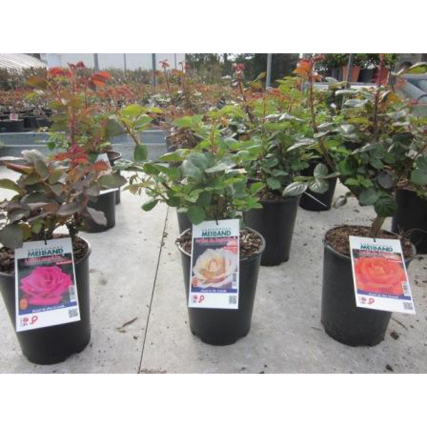 Rosal pie bajo tallo largo perfumado 4lt          