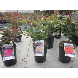 Rosal pie bajo tallo largo perfumado 4lt          