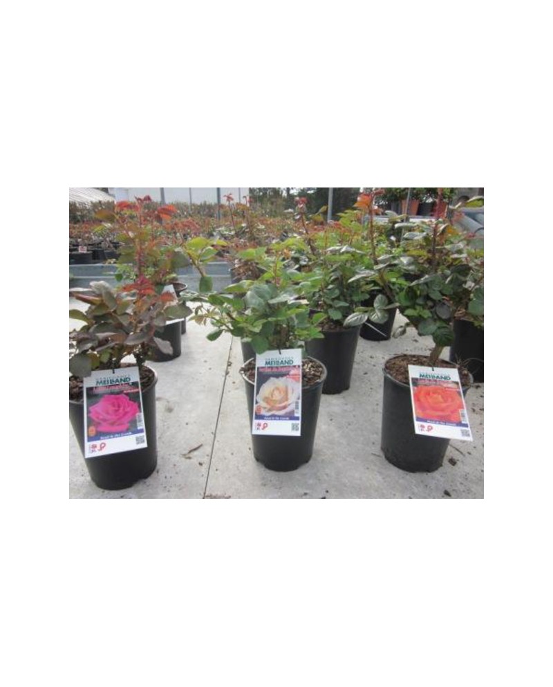 Rosal pie bajo tallo largo perfumado 4lt          