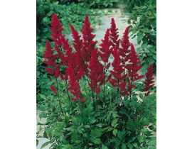 Astilbe m15                                       