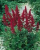 Astilbe m15                                       