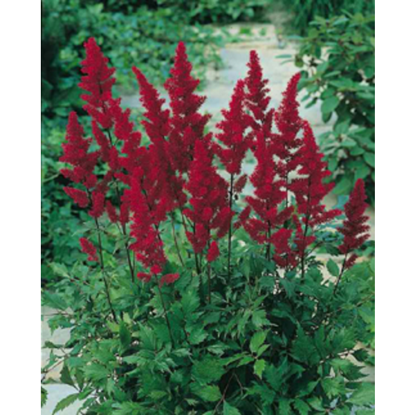 Astilbe m15                                       