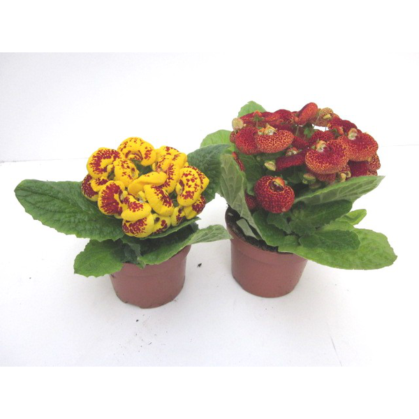Calceolaria 11                                    