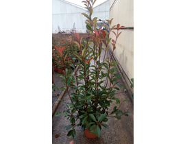 Photinia fras.red robin m14 30/40                 