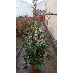 Photinia fras.red robin m14 30/40                 