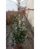 Photinia fras.red robin m14 30/40                 