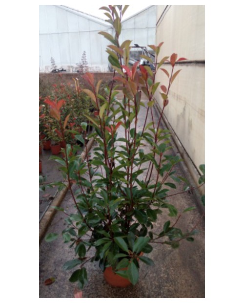 Photinia fras.red robin m14 30/40                 