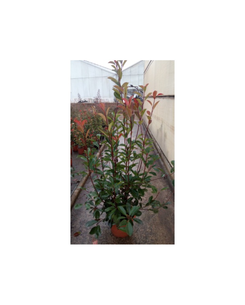 Photinia fras.red robin m14 30/40                 