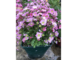 Saxifraga arensii m13                             