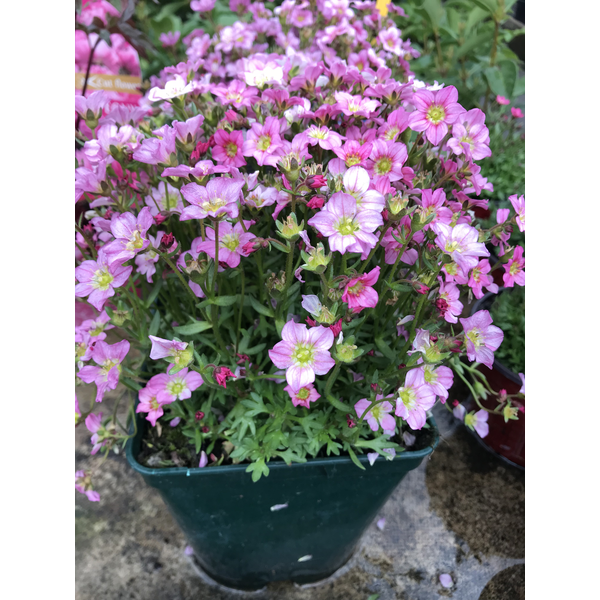 Saxifraga arensii m13                             