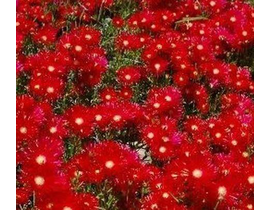 Messembryanthemum rojo m12                        