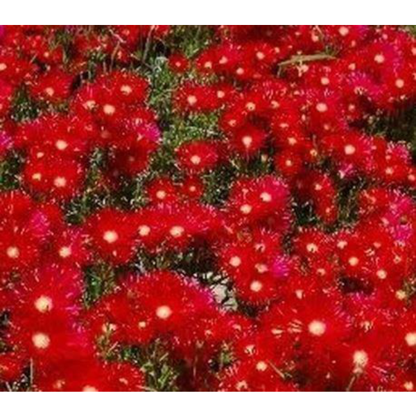 Messembryanthemum rojo m12                        