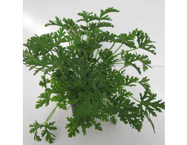 Geraneo citrodorum (mosquito) m13                 