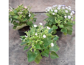 Cineraria hybrida m14                             