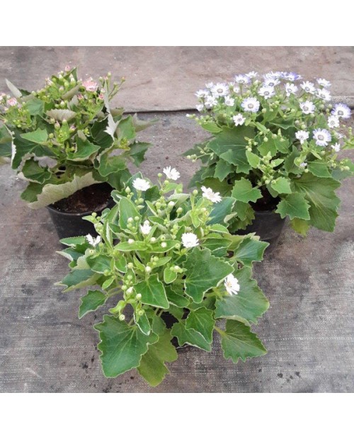 Cineraria hybrida m14                             