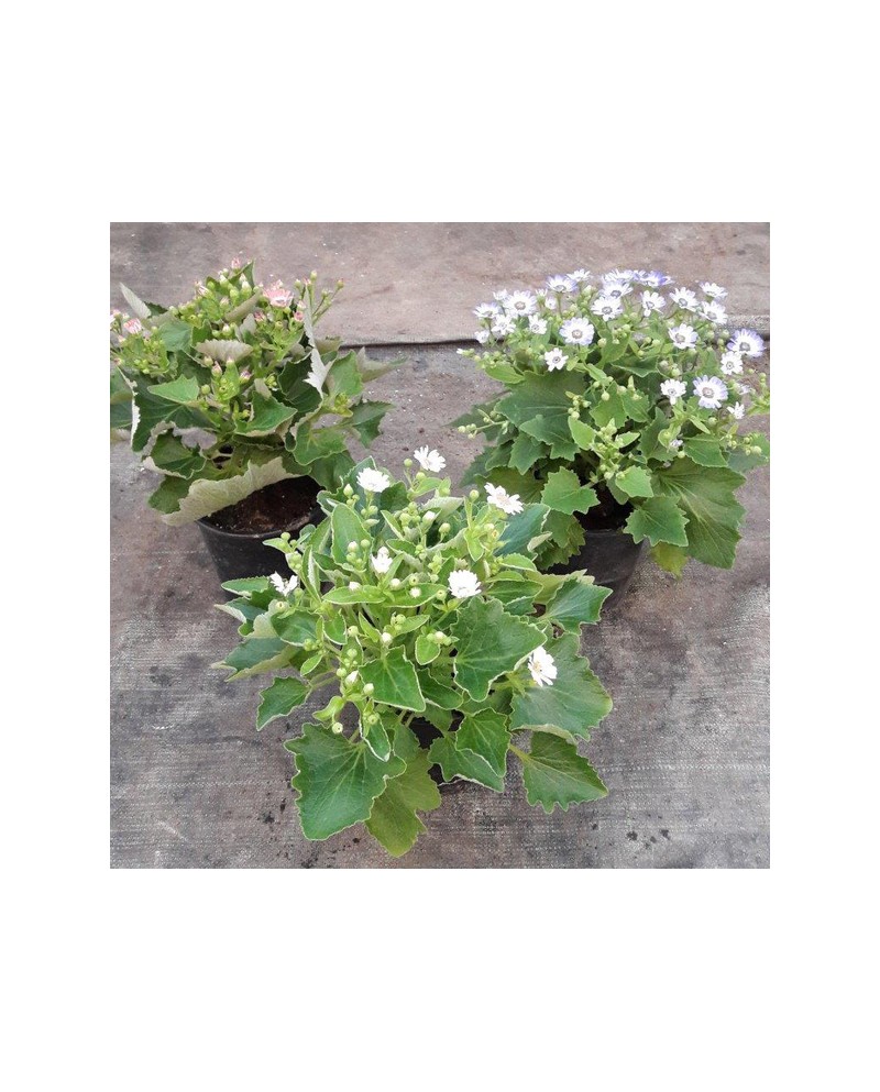 Cineraria hybrida m14                             
