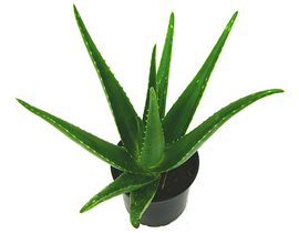 Aloe vera m13                                     