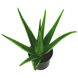 Aloe vera m13                                     