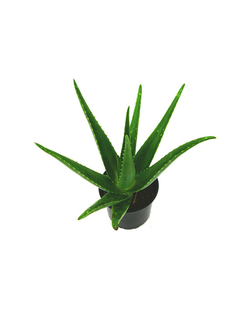 Aloe vera m13                                     