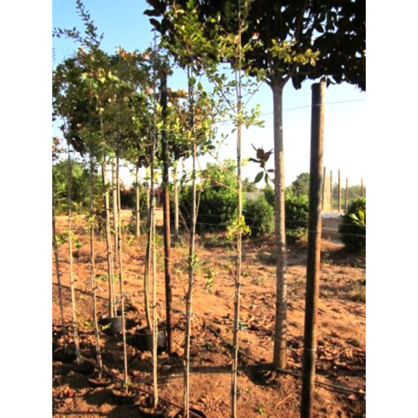 Lagerstroemia copa diam.12/14                     