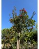 Lagerstroemia copa diam.12/14                     