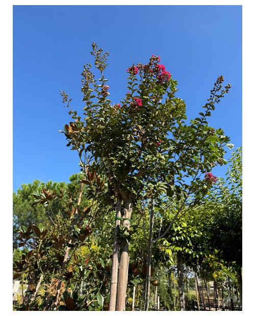 Lagerstroemia copa diam.12/14                     