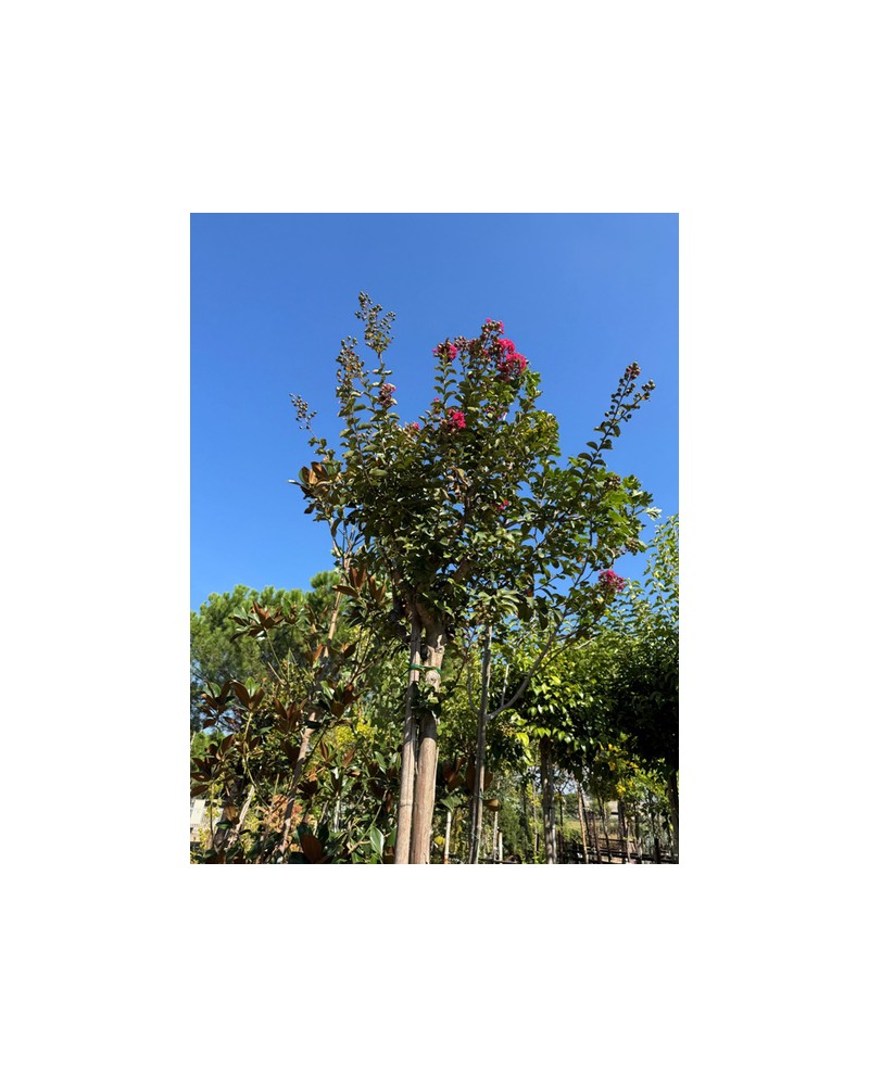 Lagerstroemia copa diam.12/14                     
