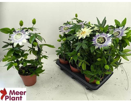 Passiflora caerula m12 40cm                       