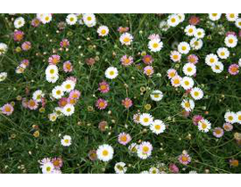 Erigeron karvinskianus m11                        