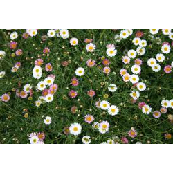 Erigeron karvinskianus m11                        