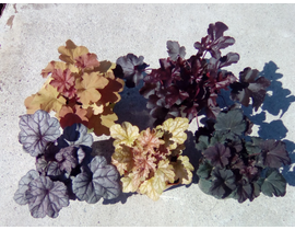 Heuchera mix 2lt                                  