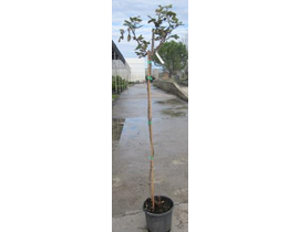 Rosal pie alto copa 150cm                         