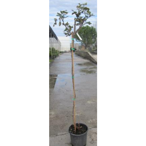 Rosal pie alto copa 150cm                         