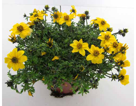 Bidens ferulifolia m13                            