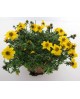 Bidens ferulifolia m13                            
